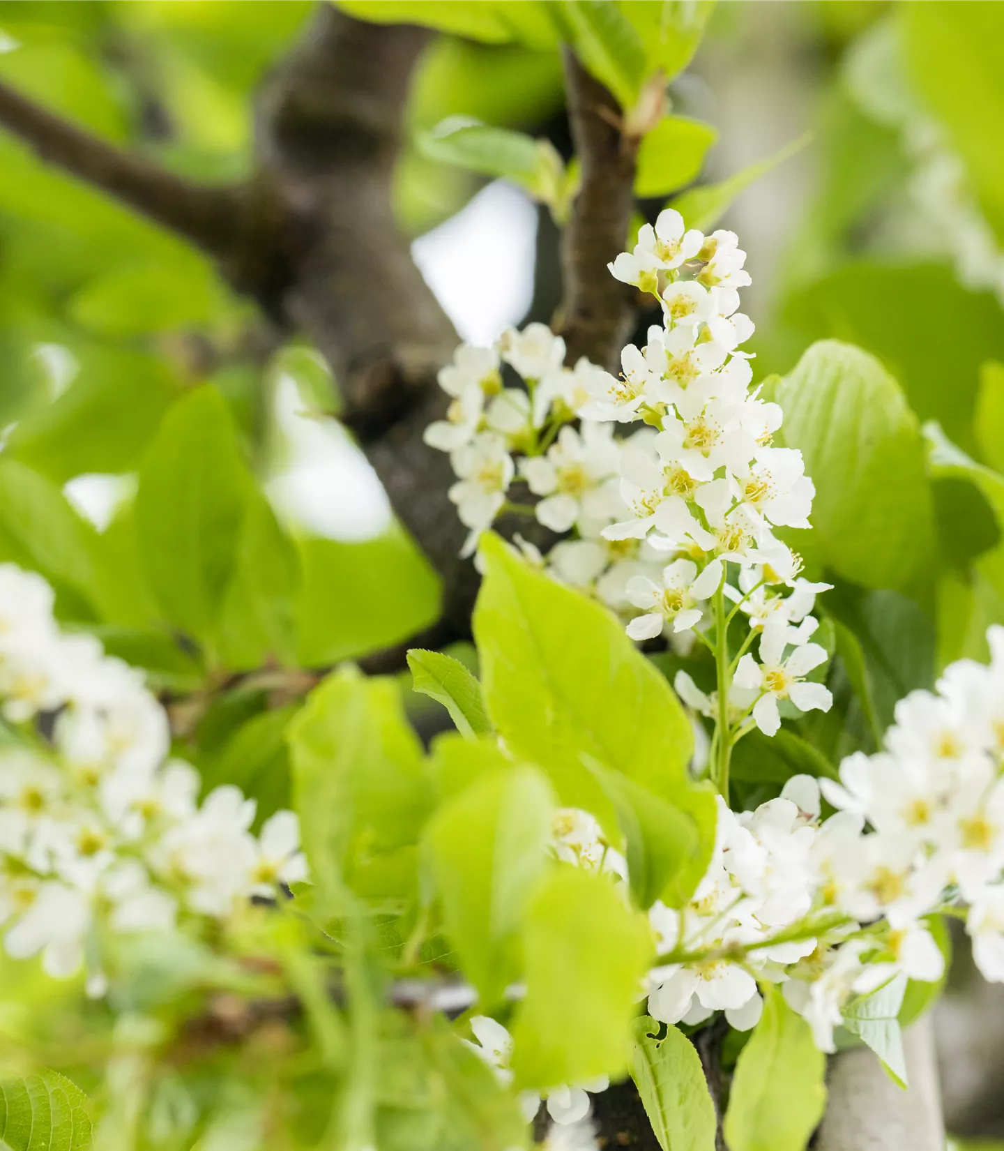 Prunus padus 'Watereri' - Collection
