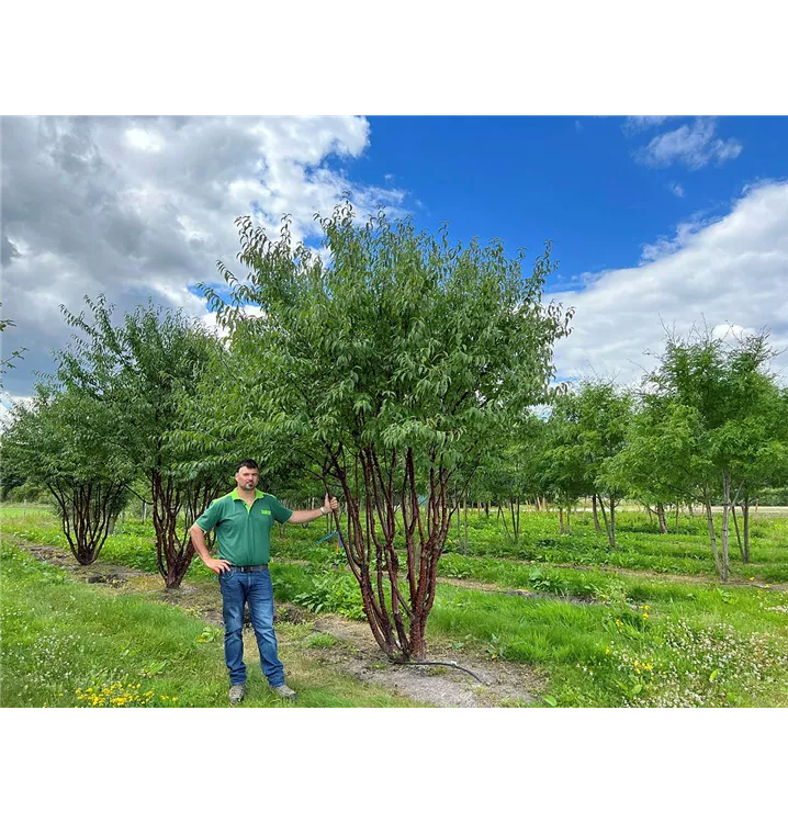 Tibetanische Bergkirsche - Prunus serrula - Collection