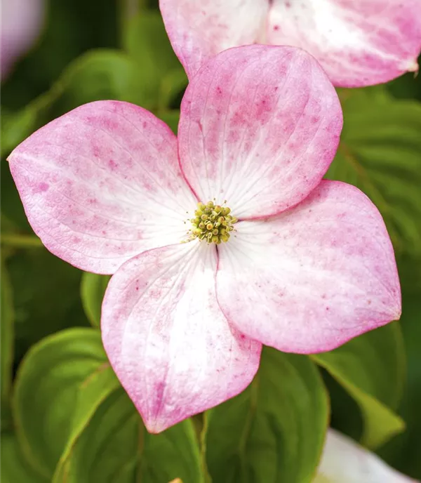 Cornus 'Stellar Pink'