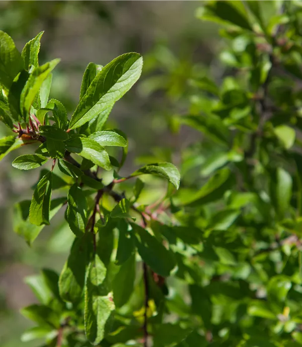 Prunus spinosa - Collection