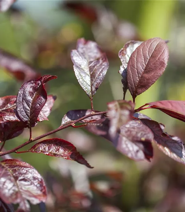 Prunus 'Trailblazer' - Collection