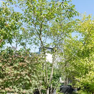 Schirmform 200-325 Nr. 64 314.277 WA 1550 - Japan.Maienkirsche - Prunus yedoensis - Collection