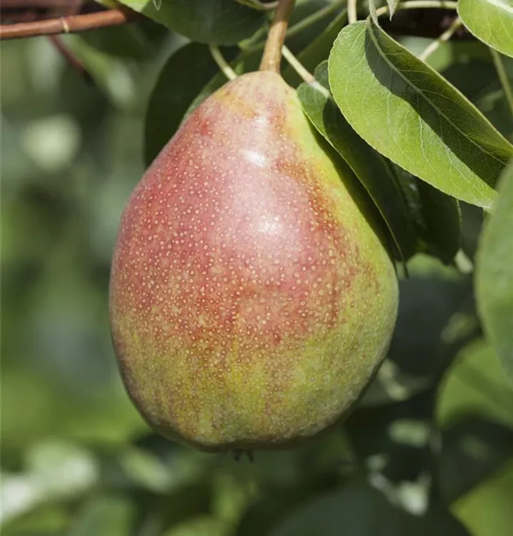 Birne 'Clairgeau's Butterbirne' mittel - Pyrus com.'Clairgeau's Butterbir.' CAC - Collection