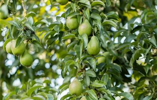 Pyrus com.'Gräfin von Paris' CAC - Collection
