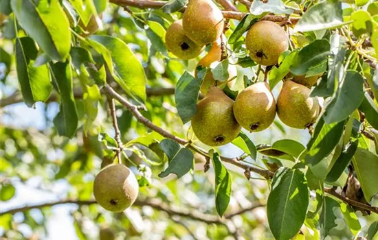 Pyrus com.'Gute Luise v.Avranches' CAC - Collection