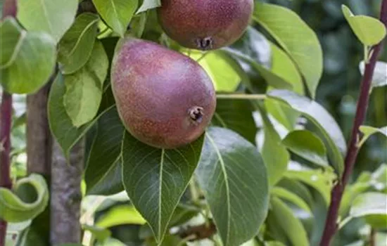 Pyrus com.'Rote Williams Christ' CAC - Collection