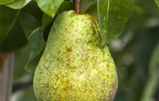 Pyrus com.'Williams Christbirne' CAC - Collection