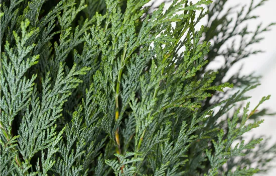 Chamaecyparis lawsoniana 'Columnaris'