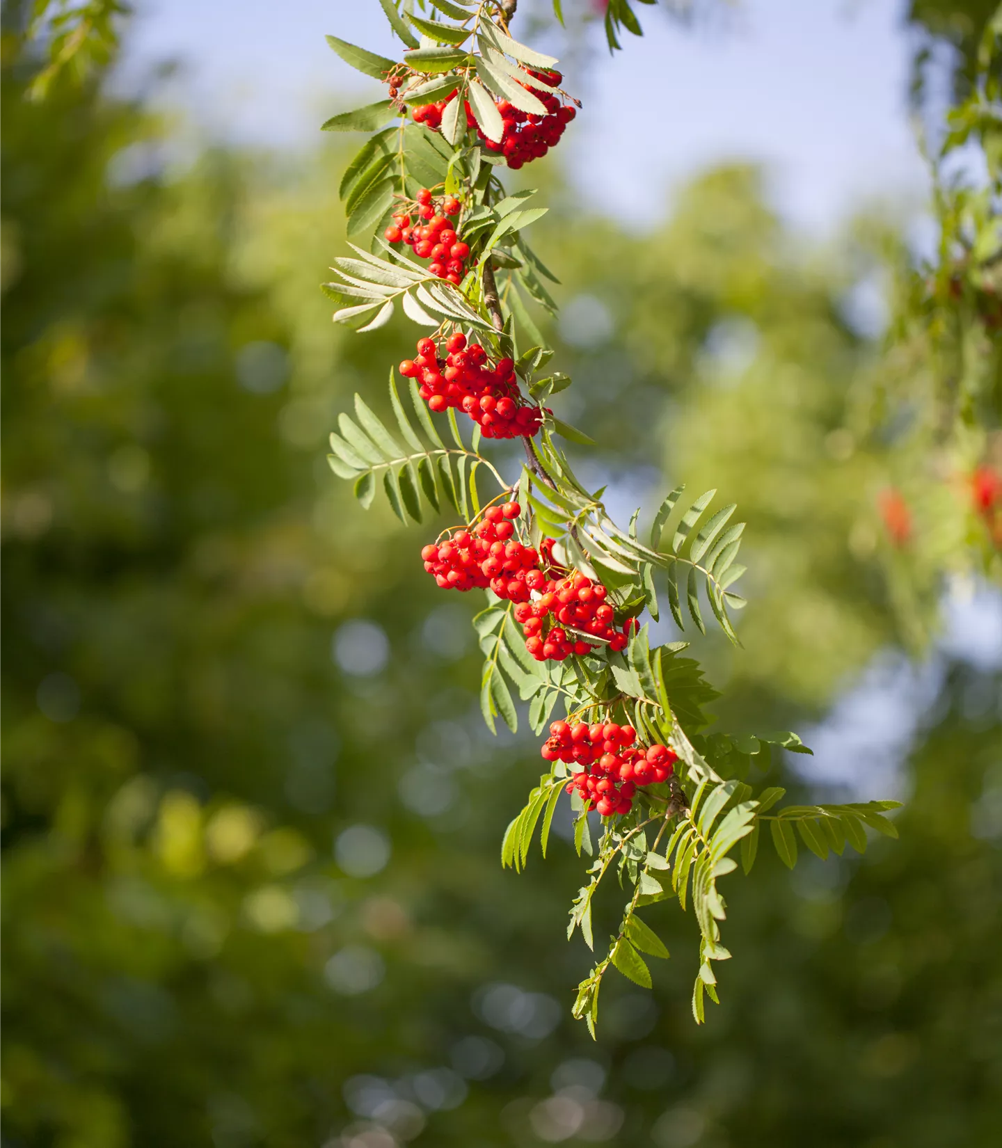 Sorbus aucuparia - Collection
