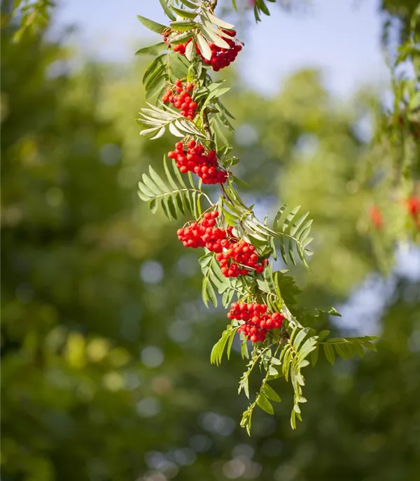 Sorbus aucuparia - Collection