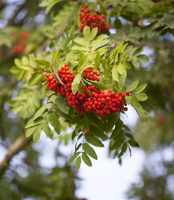 Sorbus aucuparia 'Edulis' - Collection