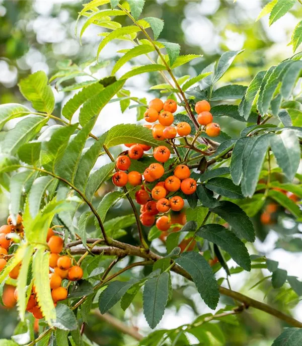 Sorbus aucuparia 'Fastigiata' - Collection