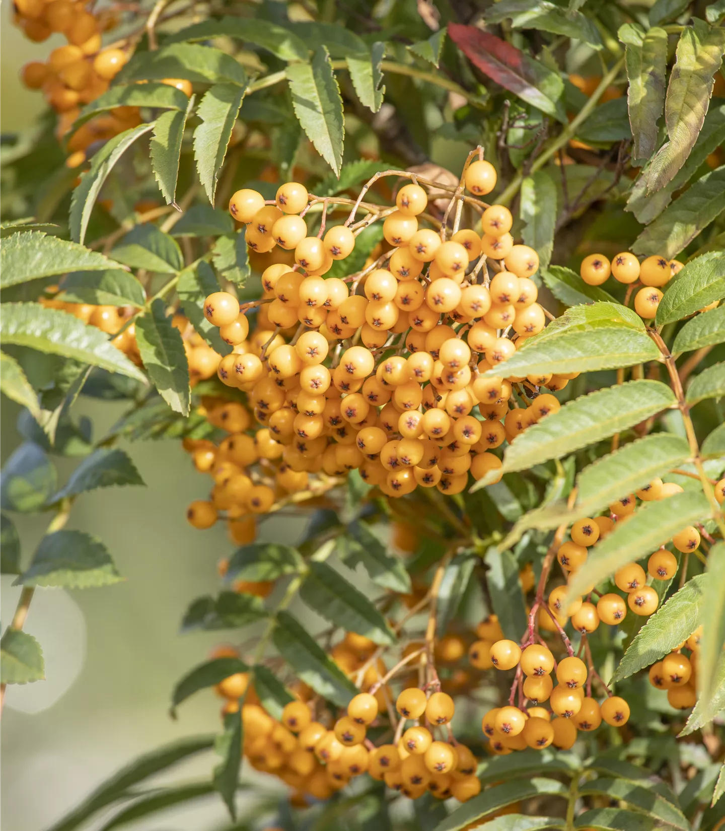 Sorbus aucuparia 'Autumn Spire' -R- - Collection