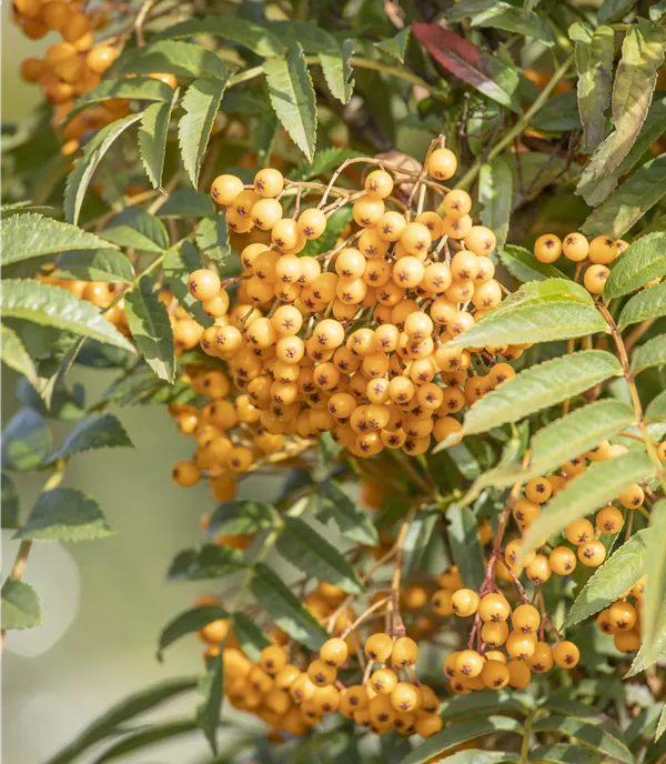 Sorbus aucuparia 'Autumn Spire' -R- - Collection