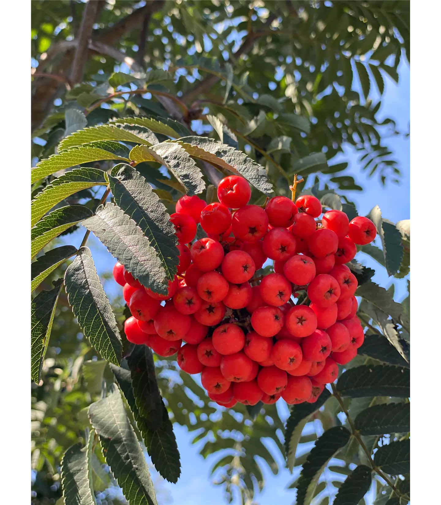 Sorbus aucuparia 'Sheerwater Seedling' - Collection