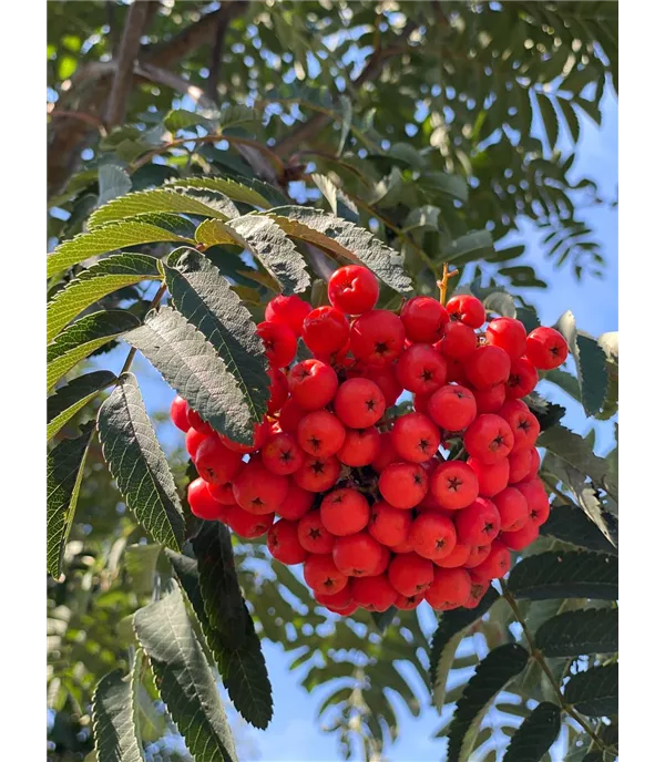 Sorbus aucuparia 'Sheerwater Seedling' - Collection