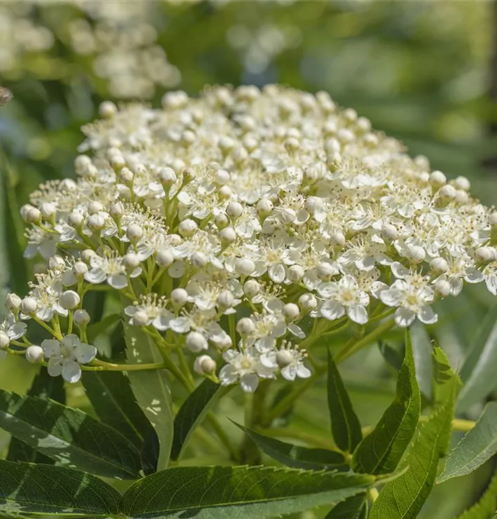 Vielfiedrige Eberesche - Sorbus vilmorinii - Collection