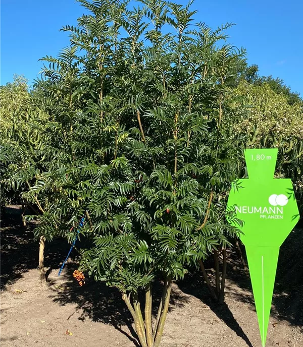 Sorbus 'Dodong' - Collection