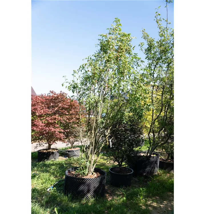 Gemeine Pimpernuss - Staphylea pinnata - Collection