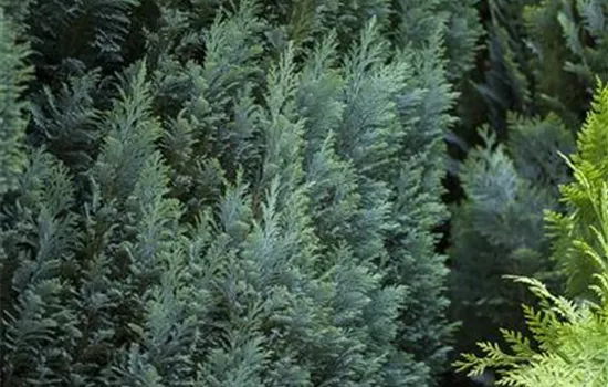 Chamaecyparis lawsoniana 'Ellwood´s Pillar'