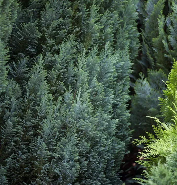 Kegelzypresse 'Ellwood's Pillar' - Chamaecyparis lawsoniana 'Ellwood´s Pillar'