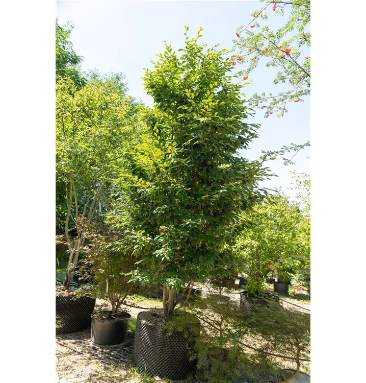 Parrotie-Strauch - Sycoparrotia semidecidua - Collection