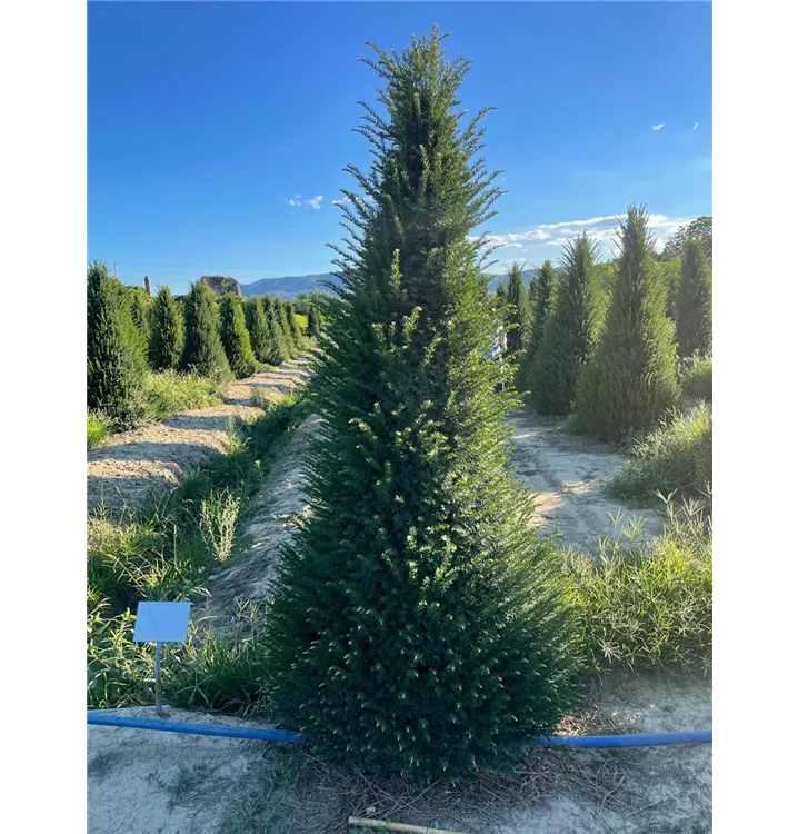 Heimische Eibe - Taxus baccata - Collection