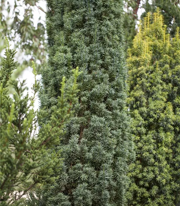 Taxus baccata 'Fastigiata Robusta' - Collection