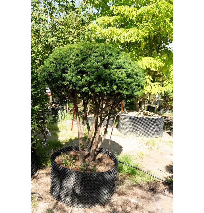 Eibe 'Hillii' - Taxus media 'Hillii' - Collection