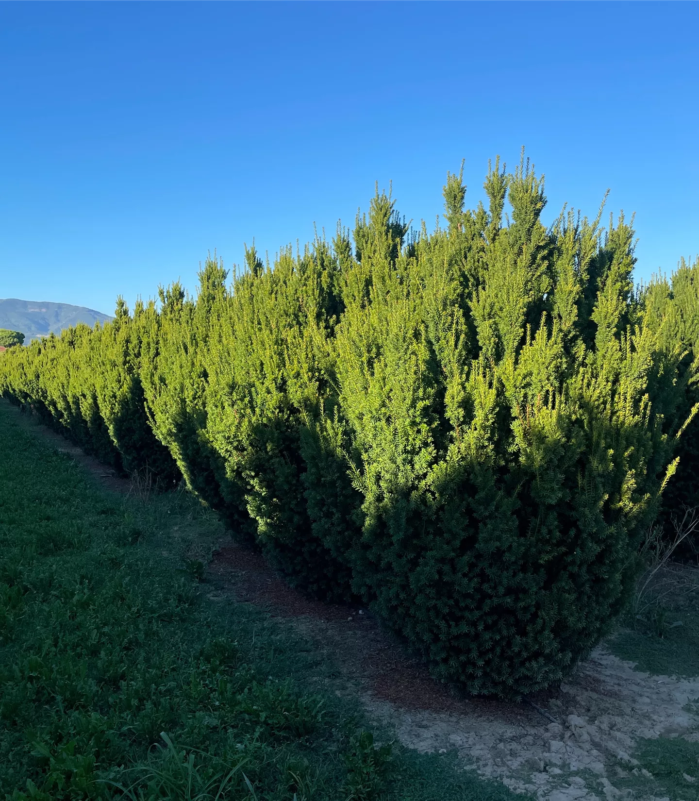 Taxus media 'Hillii' - Collection