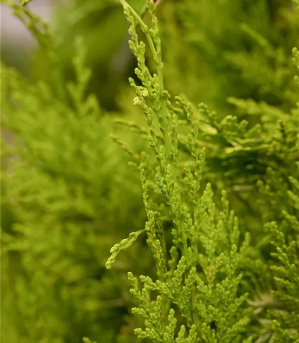 Chamaecyparis lawsoniana 'Golden Wonder' Chamaecyparis lawsoniana 'Golden Wonder'