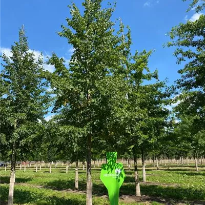 Sol Baum 5xv mDb 200-300 x 500-700 40- 45 - Winterlinde - Tilia cordata - Collection