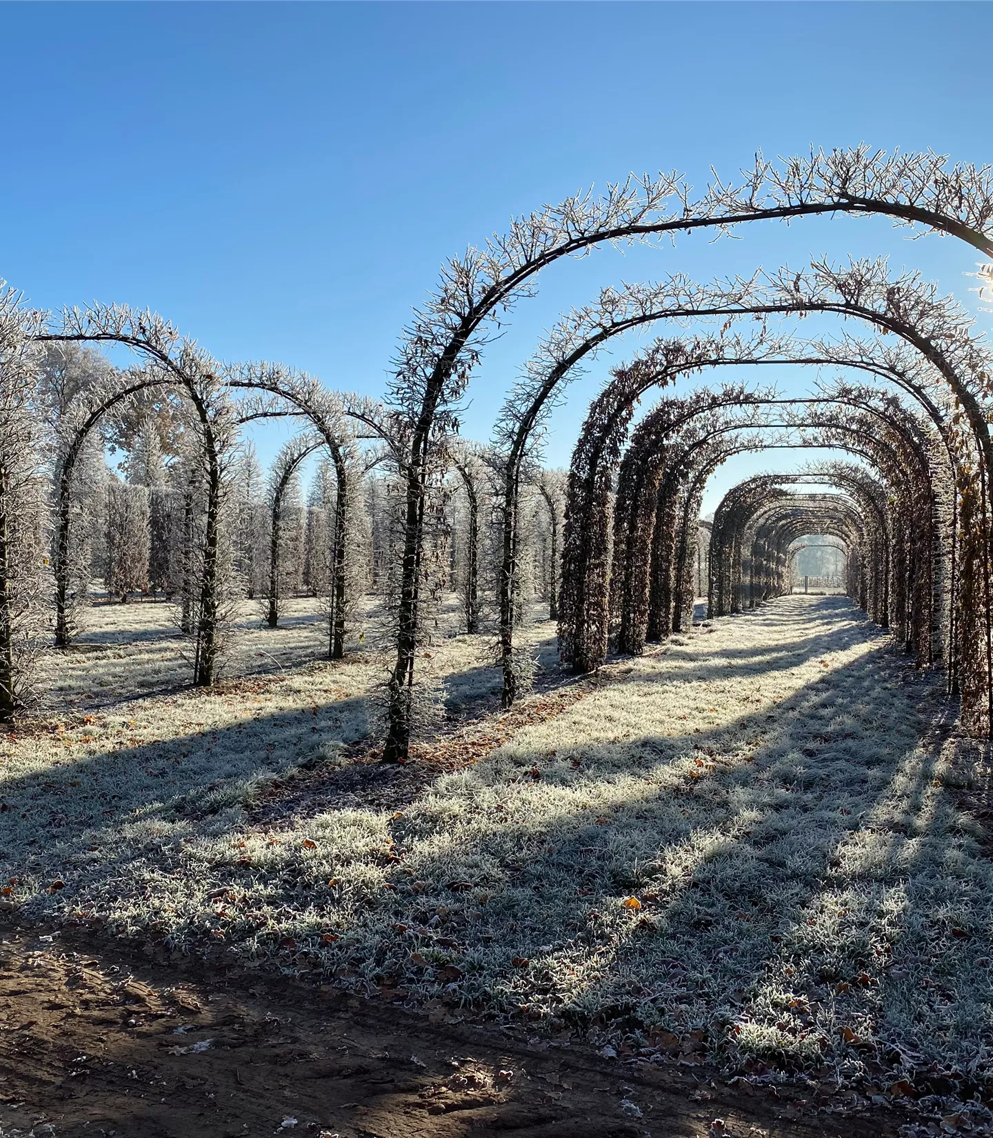 Tilia cordata - Collection