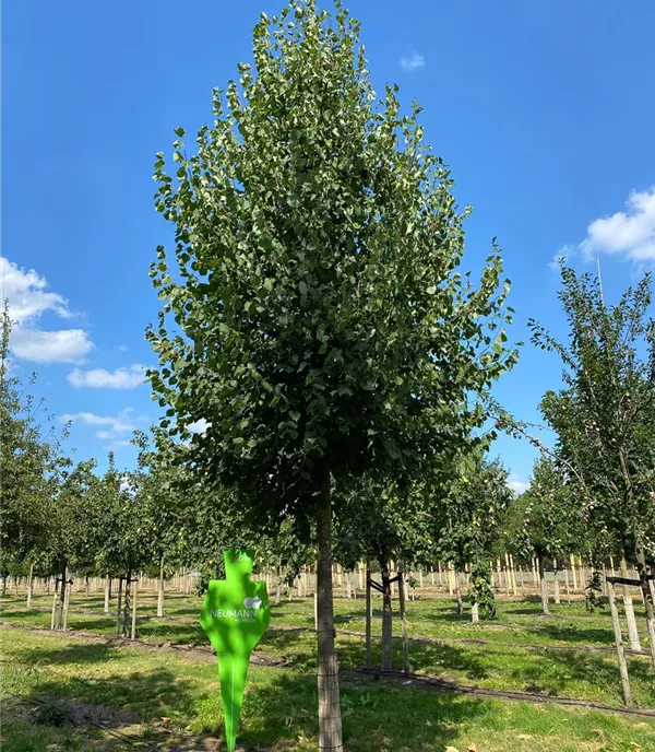Tilia cordata 'Greenspire' - Collection