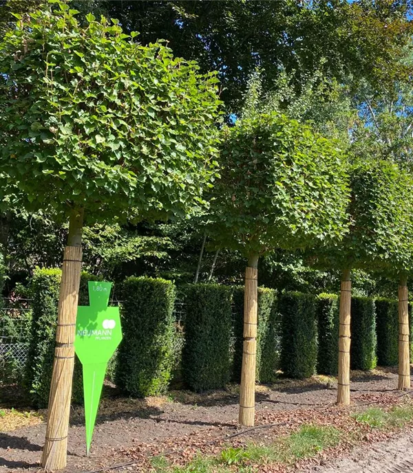 Tilia cordata 'Rancho' - Collection