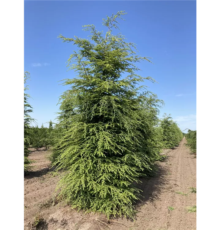 Kanadische Hemlocktanne - Tsuga canadensis - Collection