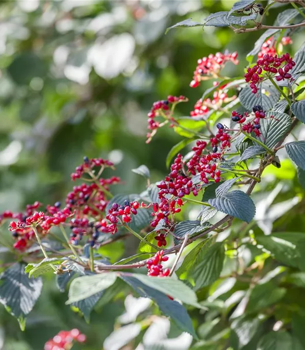 Viburnum lantana - Collection