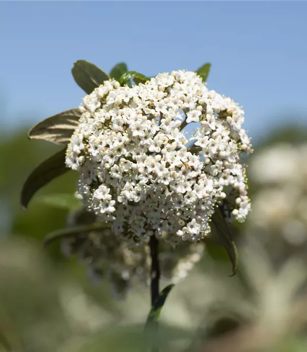 Viburnum 'Pragense' - Collection