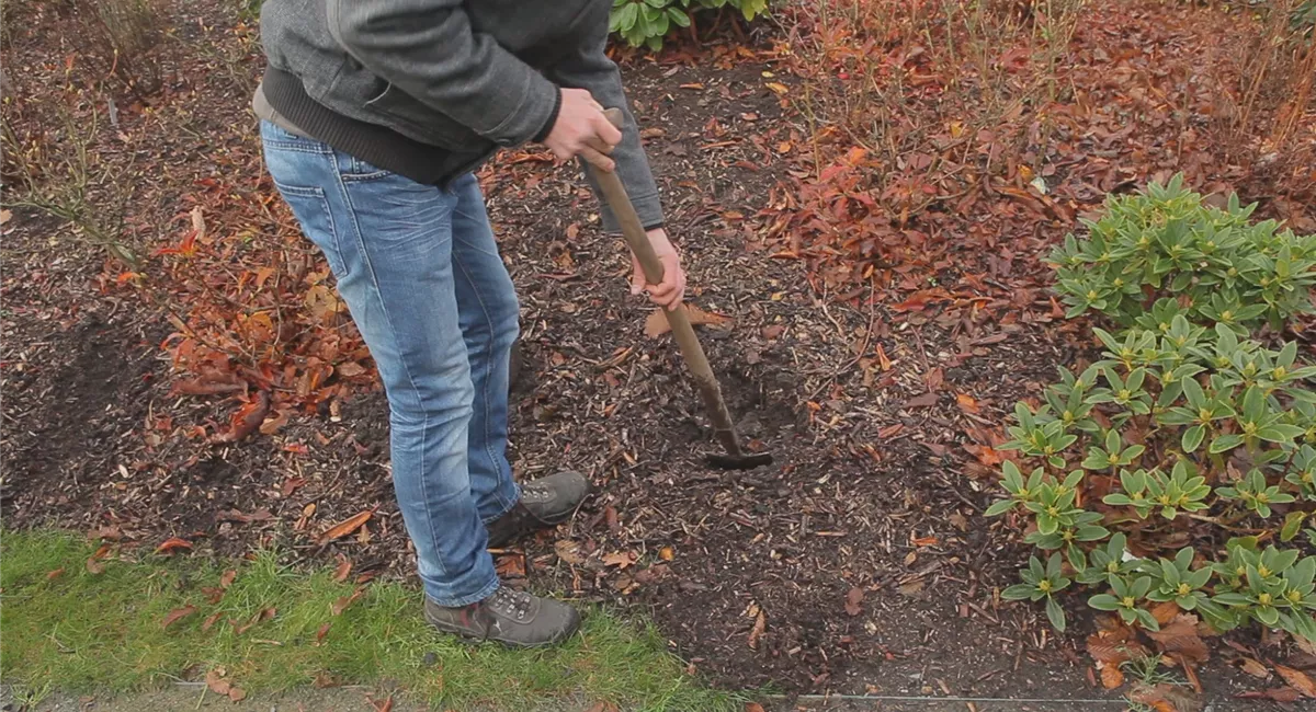 Rhododendron: Tipps zum Einpflanzen & Pflegen (inkl. Video)
