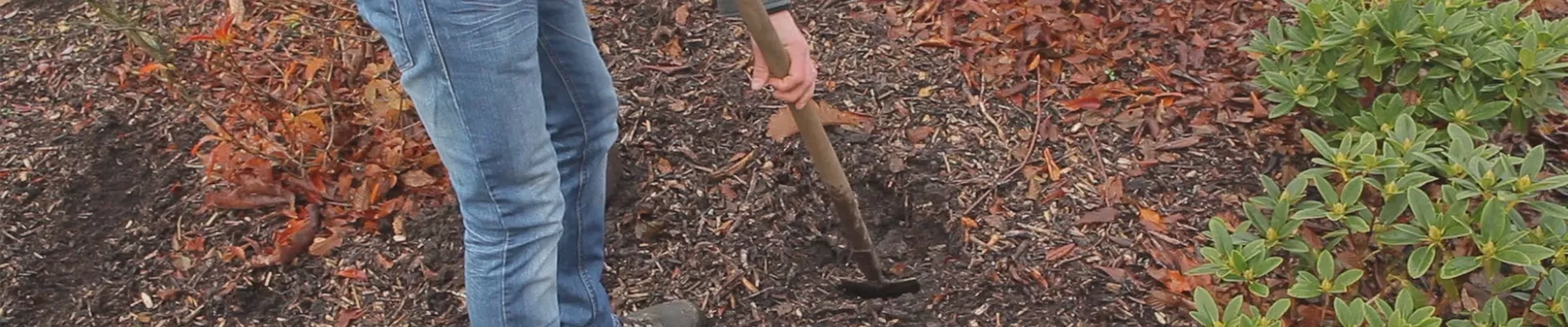 Rhododendron - Einpflanzen im Garten (thumbnail)