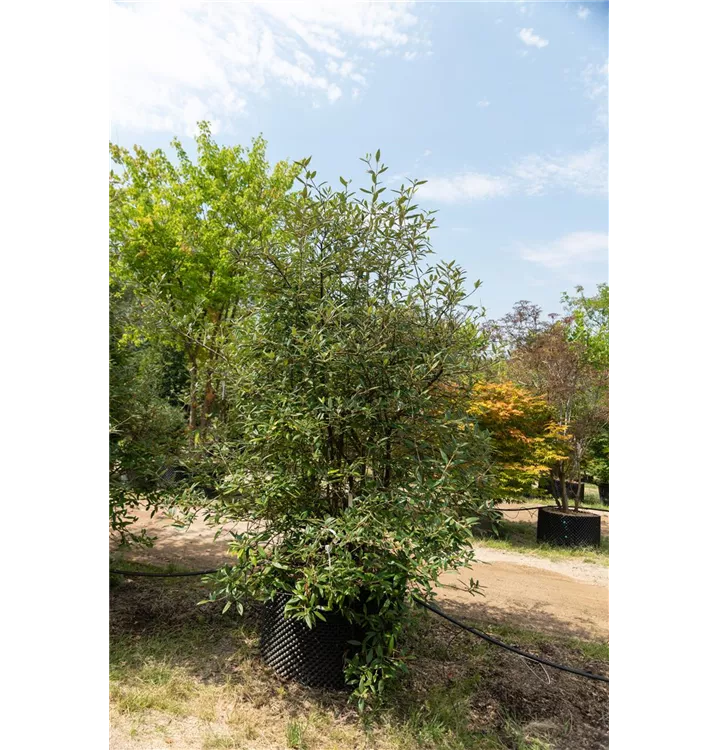 Prager Schneeball - Viburnum 'Pragense' - Collection