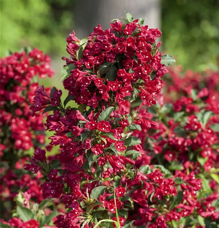 Weigelie 'Eva Rathke' - Weigela 'Eva Rathke' - Collection