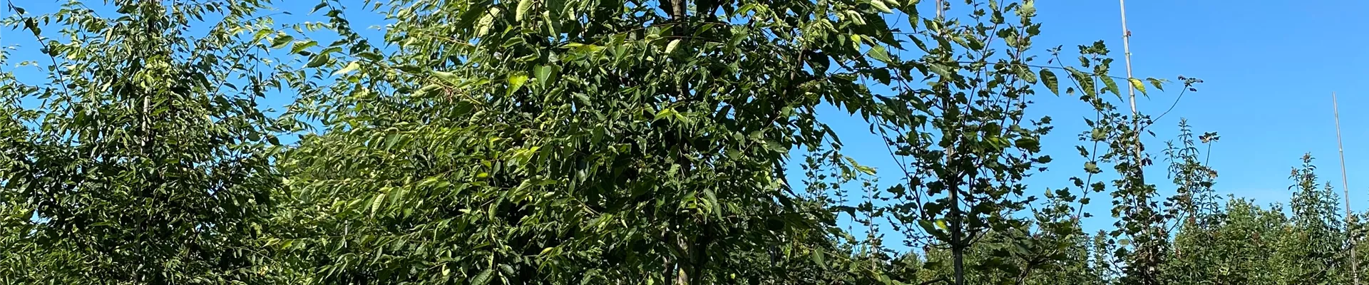 Bodendecker online kaufen | Bauer Baumschulen AG Bodendecker online kaufen | Bauer Baumschulen AG