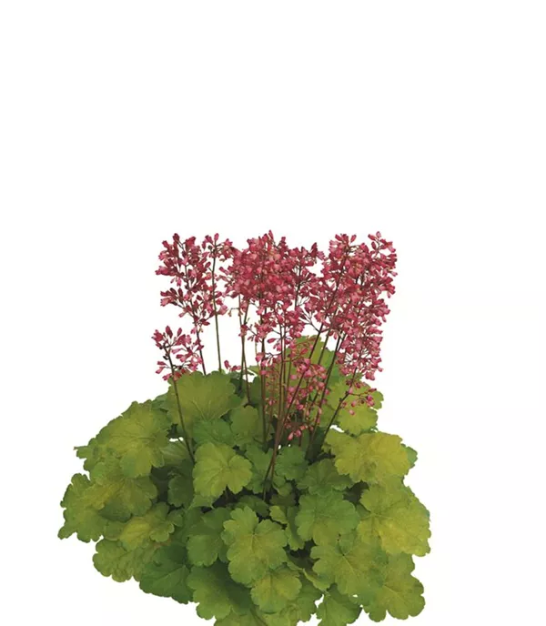 Heuchera 'Sweet Tart'