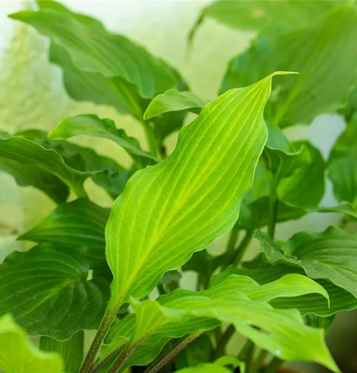 Lanzen-Funkie - Hosta lancifolia