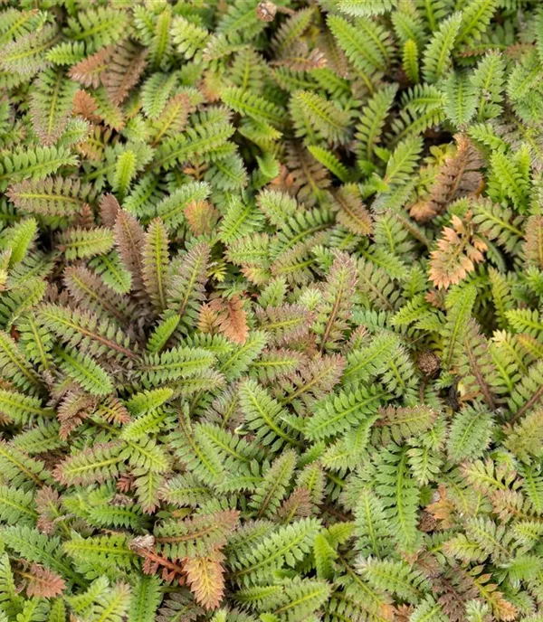 Leptinella squalida 'Platt's Black' Leptinella squalida 'Platt's Black'