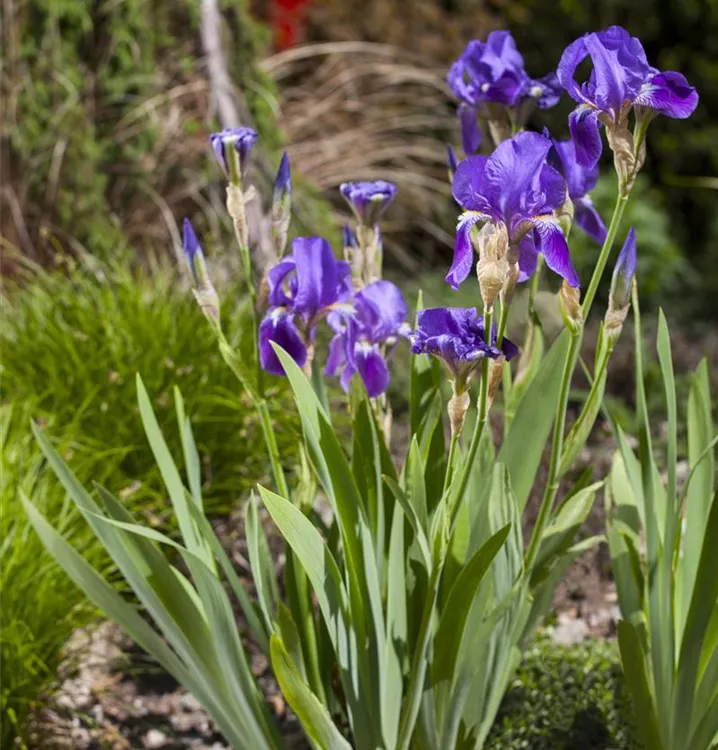 Iris 'Blue Rhythm'