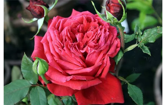 Rosa (Teehybride) 'Duftfestival'