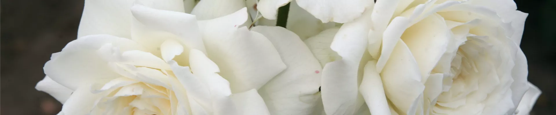 Roses grimpantes Roses grimpantes