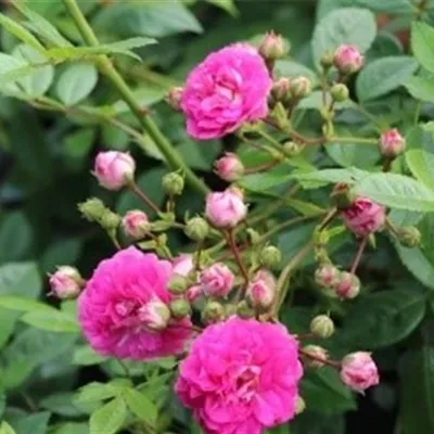  wurzelnackt - Ramblerrose 'Super Dorothy'® - Rosa (Kletterrose) 'Super Dorothy'